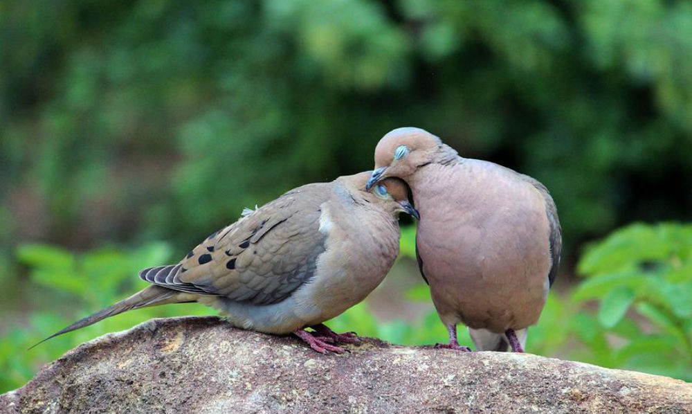 turtle-dove-love-definition-essay