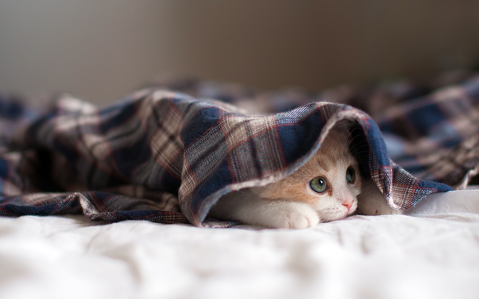 kitten-under-blanket.jpg