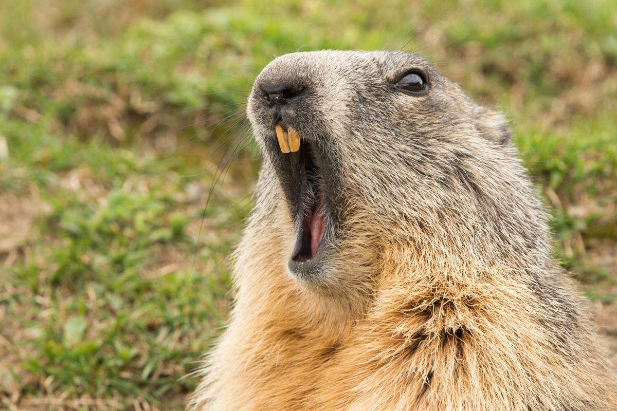 the groundhog day breaking the groundhog day mentality enabling a true the groundhog day breaking the groundhog day mentality enabling a true