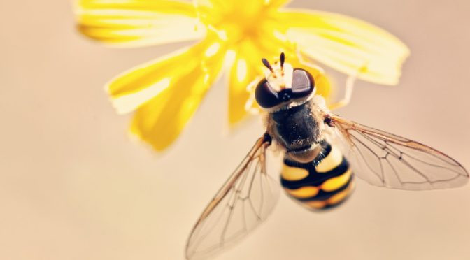 Blog Queen Bee Syndrome debunked: the sting isn’t where you think it is cover photo