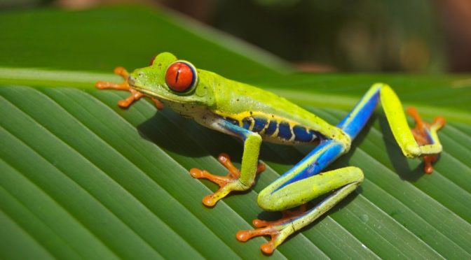 Blog Eat the Frog…and 6 More Tips for Boosting Personal Effectiveness in 2016 cover photo