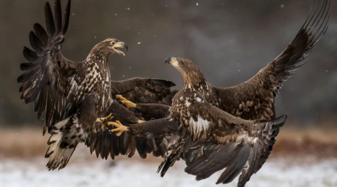 Fight Or Flight? How To React To Change Blog Fight Or Flight? How To React To Change cover photo