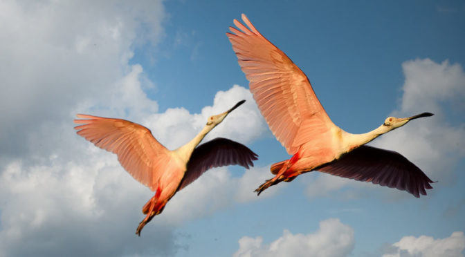 5 Reasons Business Partnering is Procurement’s Secret Weapon Blog 5 Reasons Business Partnering is Procurement’s Secret Weapon cover photo